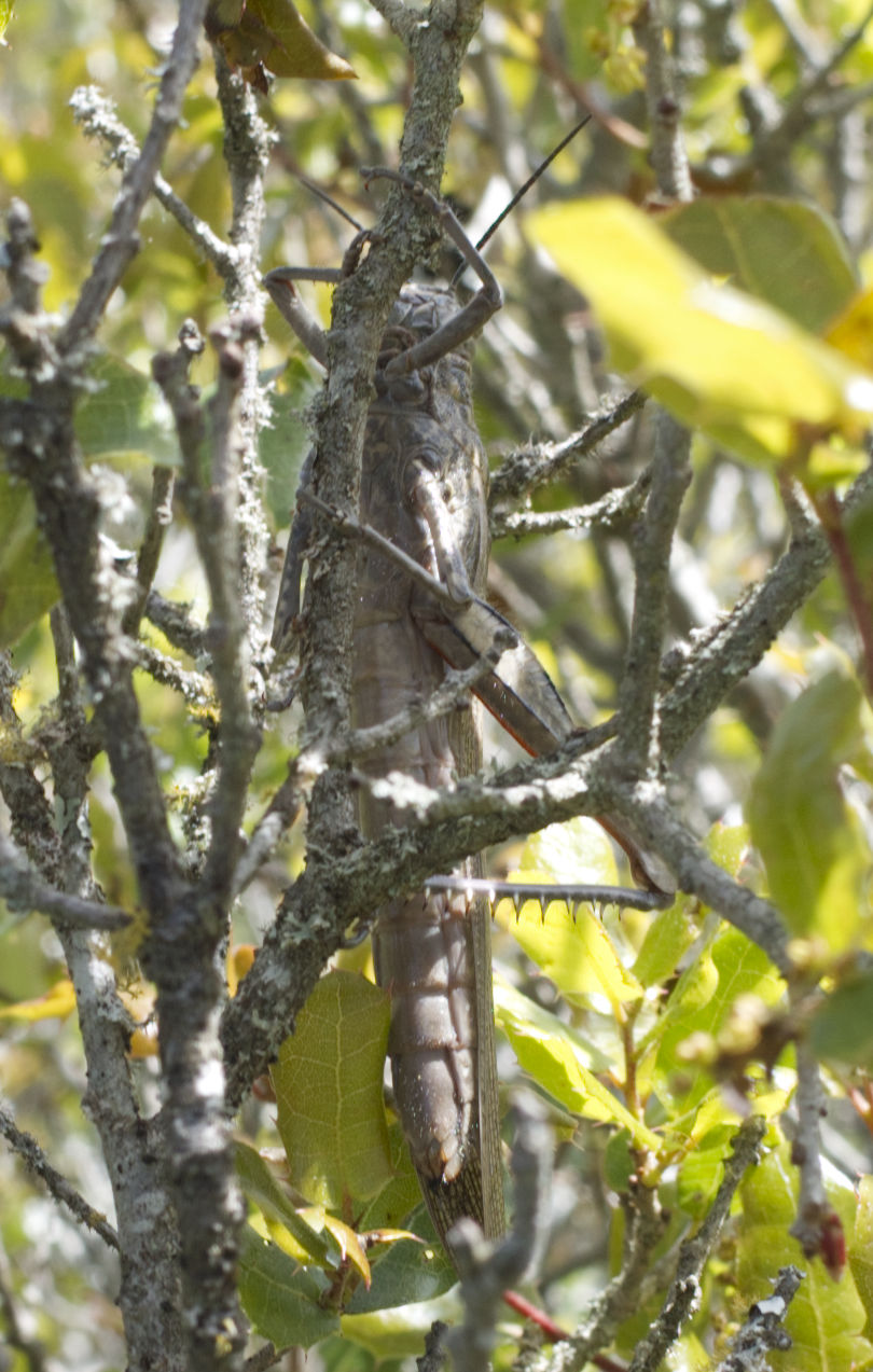 Marie-Ghi - Anacridium aegyptium - réf. 239972 (810 x 1273 pixels, 205 ko)